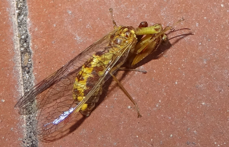 Mantispa styriaca - Mantispidae
